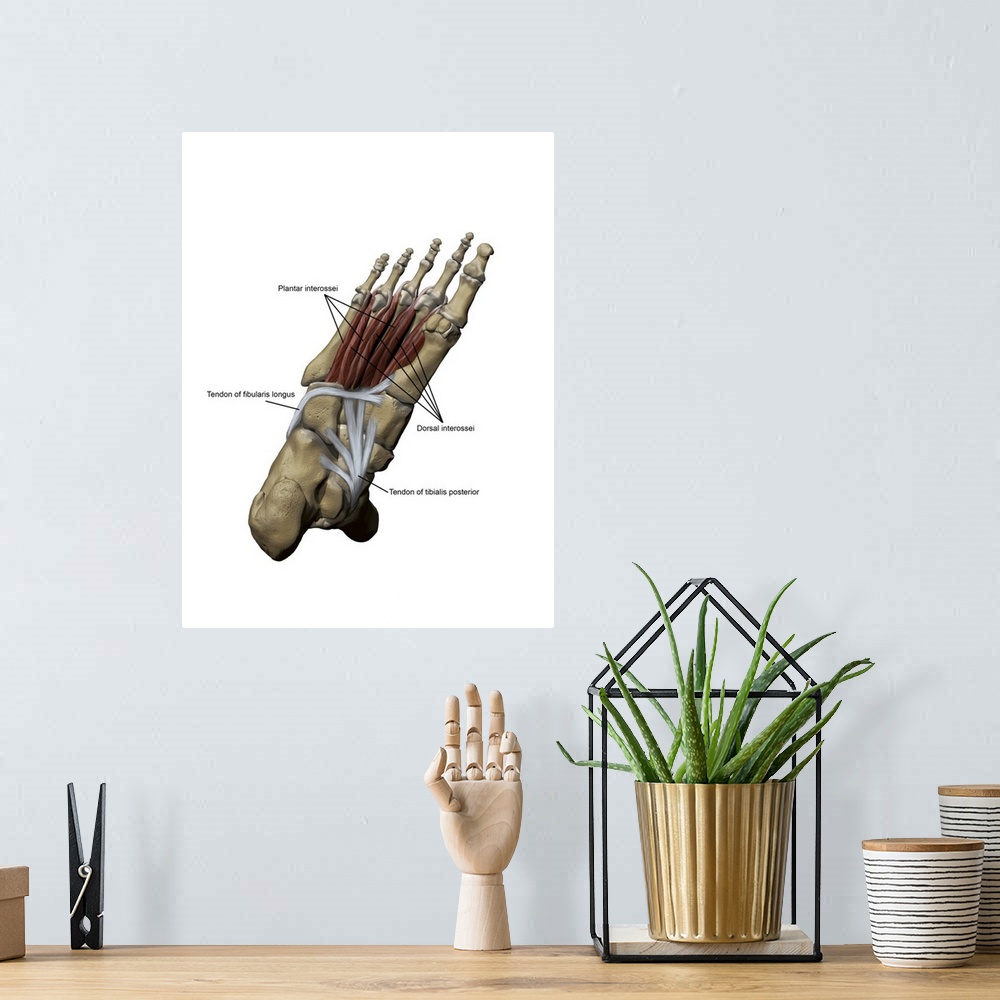 A bohemian room featuring 3D model of the foot depicting the plantar deep muscles and bone structures.