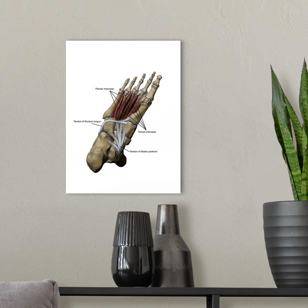 A modern room featuring 3D model of the foot depicting the plantar deep muscles and bone structures.