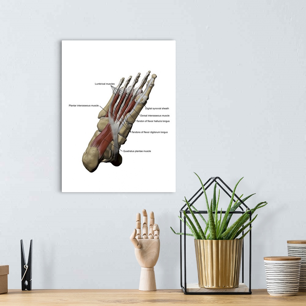 A bohemian room featuring 3D model of the foot depicting the plantar intermediate muscles and bone structures.