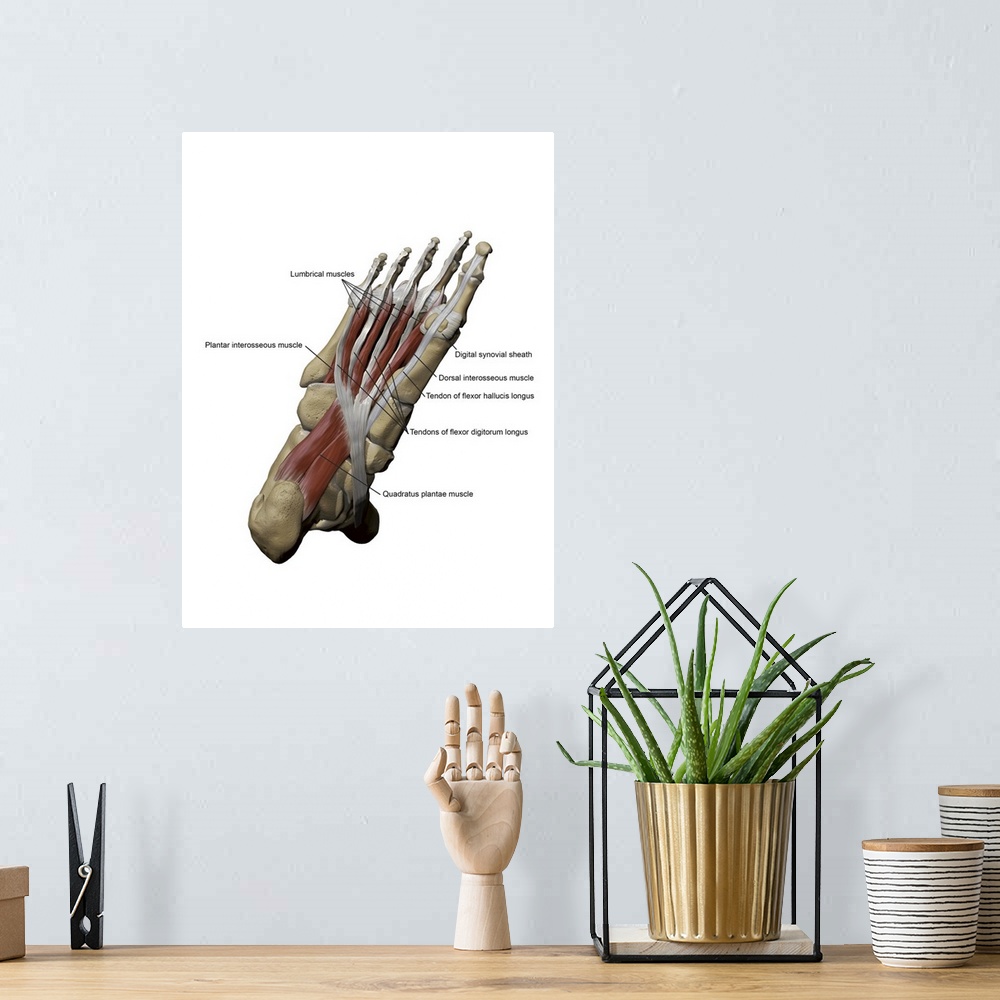 A bohemian room featuring 3D model of the foot depicting the plantar intermediate muscles and bone structures.