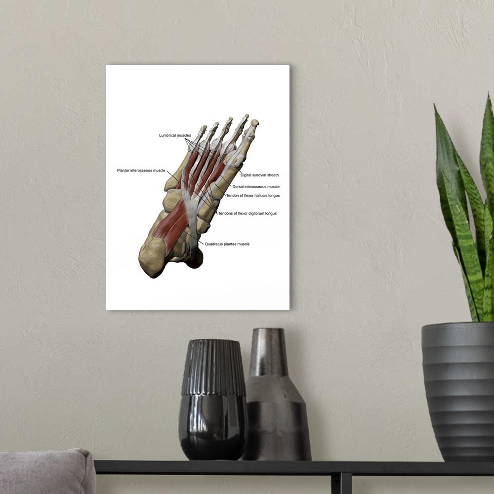 A modern room featuring 3D model of the foot depicting the plantar intermediate muscles and bone structures.