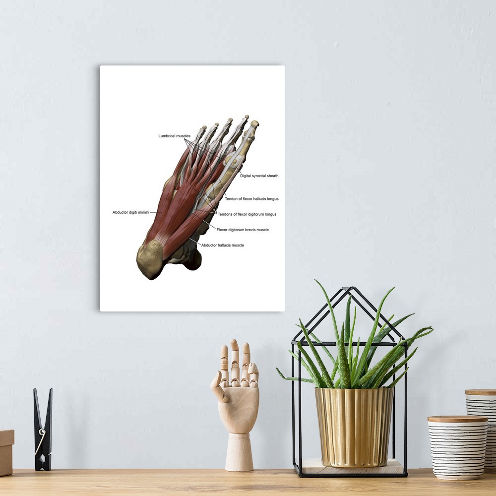 A bohemian room featuring 3D model of the foot depicting the plantar superficial muscles and bone structures.