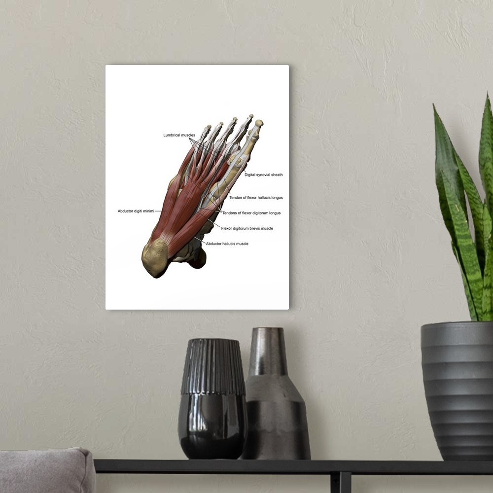 A modern room featuring 3D model of the foot depicting the plantar superficial muscles and bone structures.