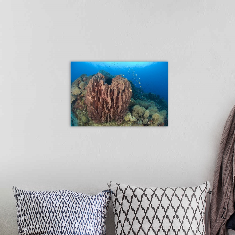 A bohemian room featuring A barrel sponge attached to a reef wall, Papua New Guinea.