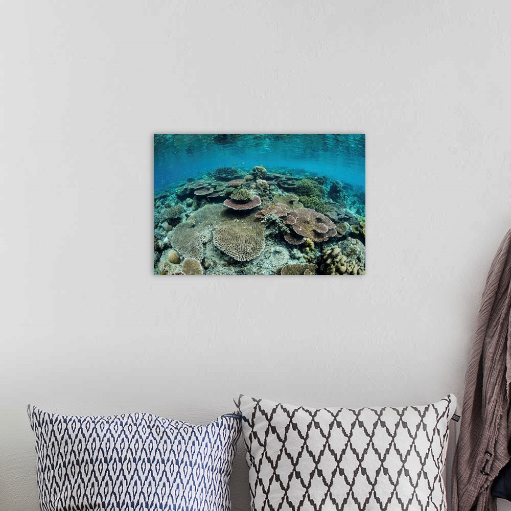 A bohemian room featuring A beautiful and healthy coral reef grows in Raja Ampat, Indonesia.