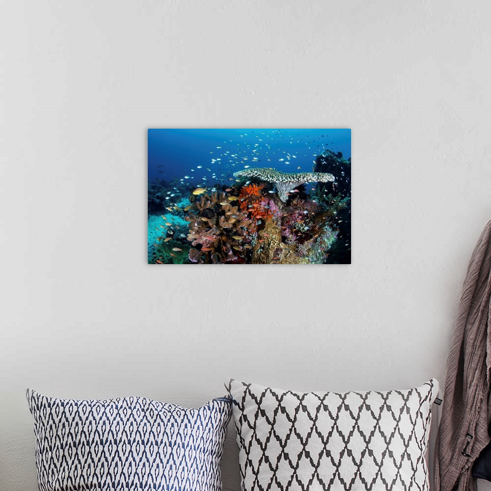 A bohemian room featuring A beautiful coral reef grows near an island in the Banda Sea, Indonesia.
