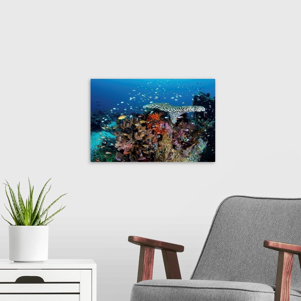 A modern room featuring A beautiful coral reef grows near an island in the Banda Sea, Indonesia.