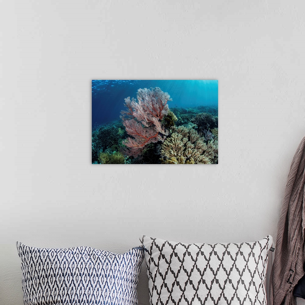 A bohemian room featuring A beautiful coral reef thrives in Komodo National Park, Indonesia.