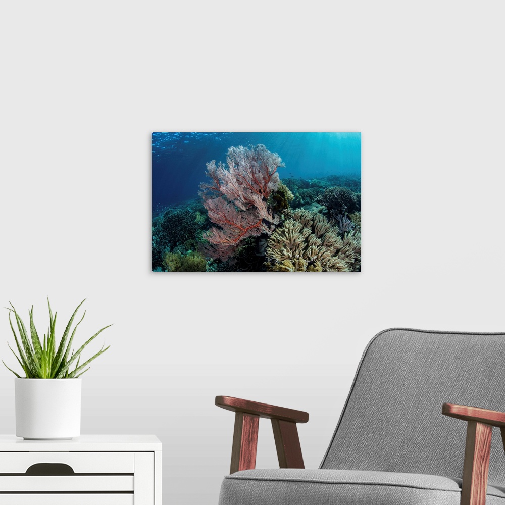 A modern room featuring A beautiful coral reef thrives in Komodo National Park, Indonesia.