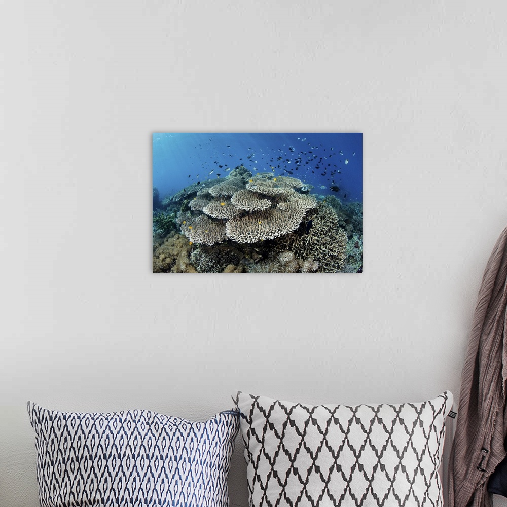A bohemian room featuring A beautiful coral reef thrives in Komodo National Park, Indonesia.