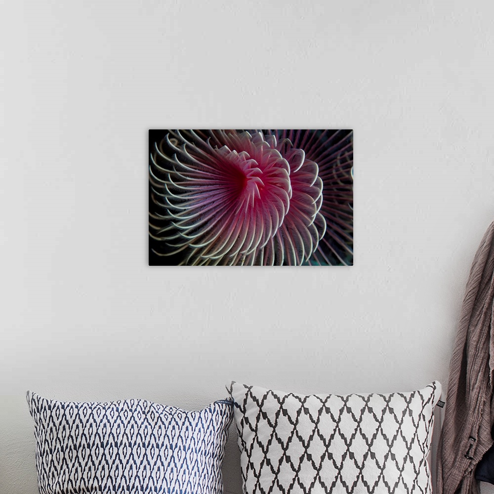 A bohemian room featuring A beautiful feather duster worm.