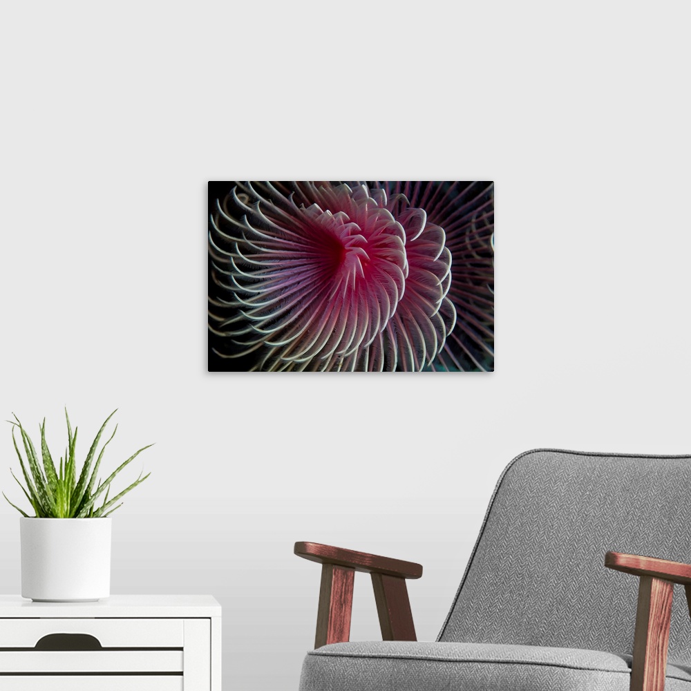 A modern room featuring A beautiful feather duster worm.
