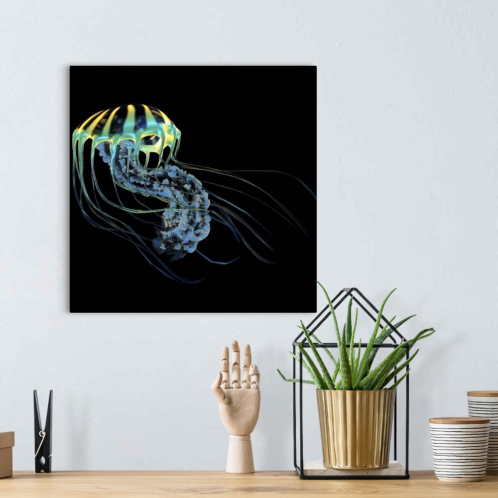 A bohemian room featuring A bioluminescent Jellyfish is a predator catching small fish and organisms with their poisonous t...