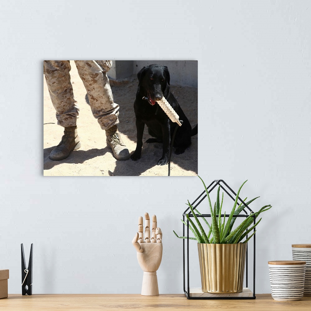 A bohemian room featuring A black labrador sits with a chew toy next to his handler.