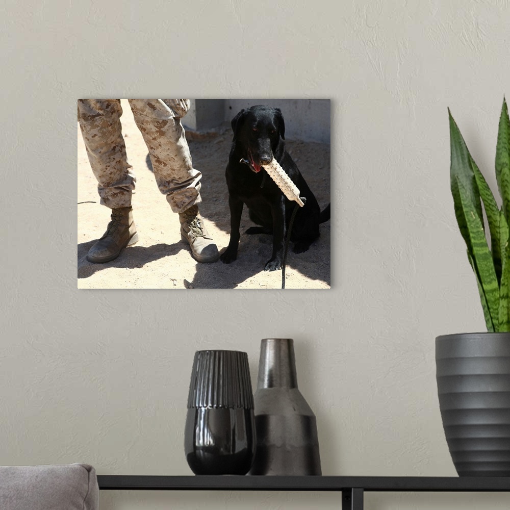 A modern room featuring A black labrador sits with a chew toy next to his handler.
