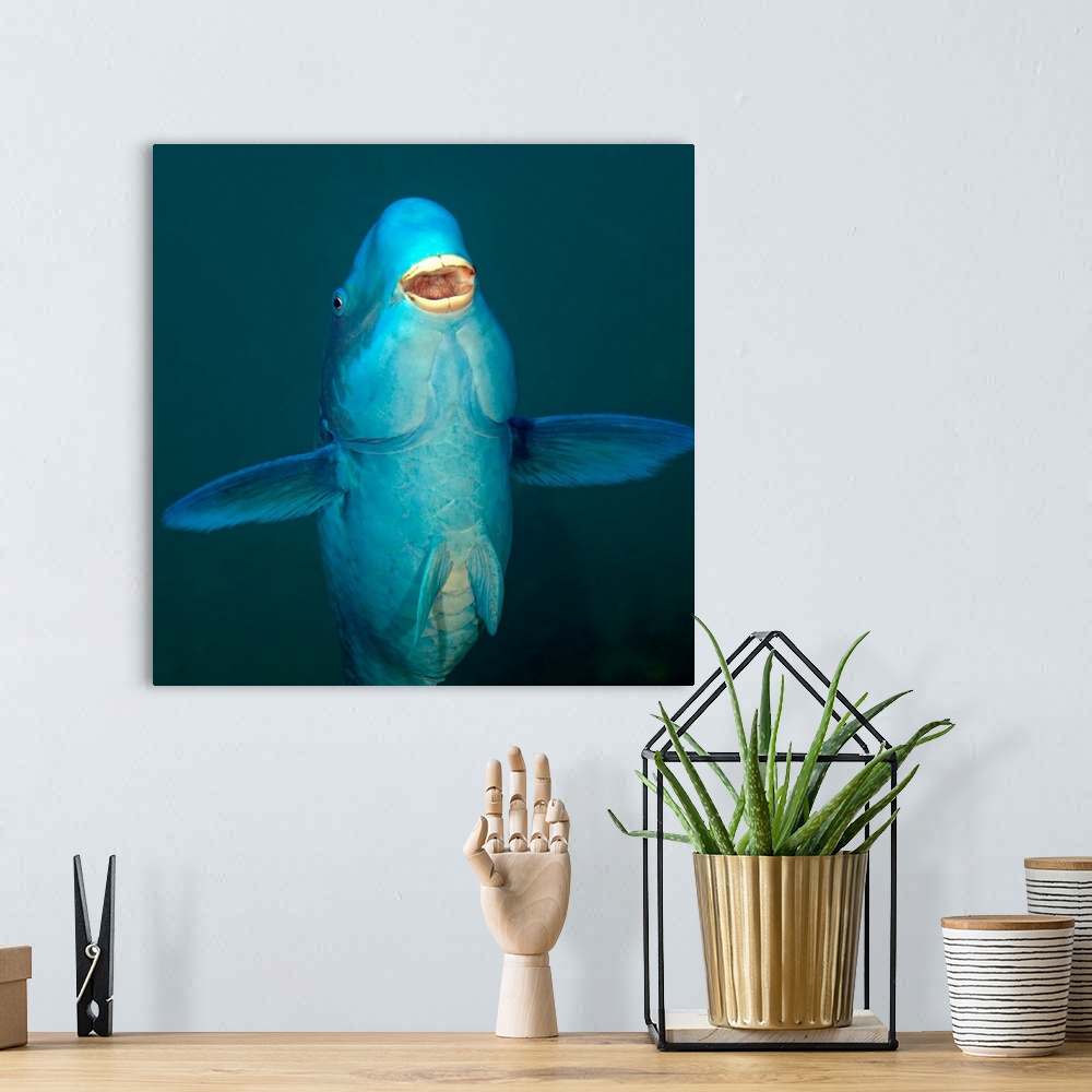 A bohemian room featuring A Blue Parrotfish (Scarus coeruleus) swimming up after munching on the coral reef below in the At...