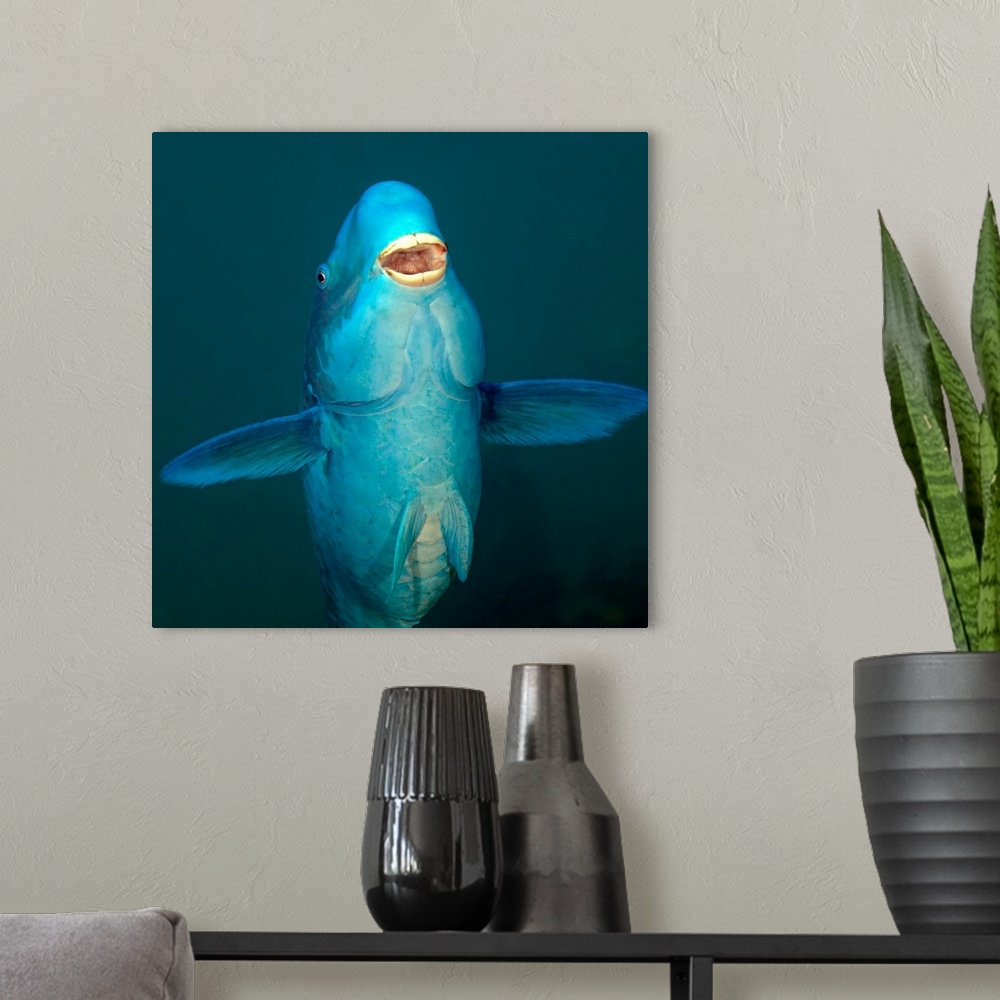 A modern room featuring A Blue Parrotfish (Scarus coeruleus) swimming up after munching on the coral reef below in the At...