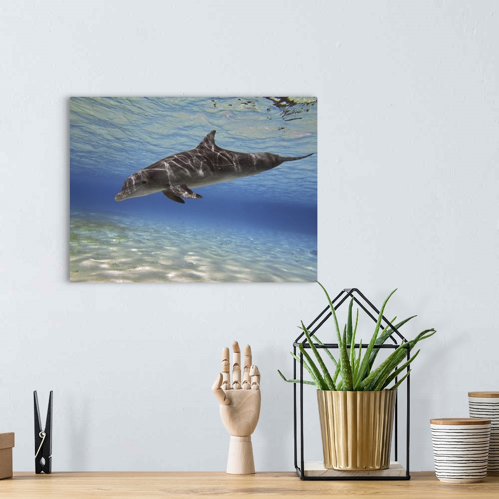 A bohemian room featuring A bottlenose dolphin swimming the Barrier Reef, Grand Cayman.