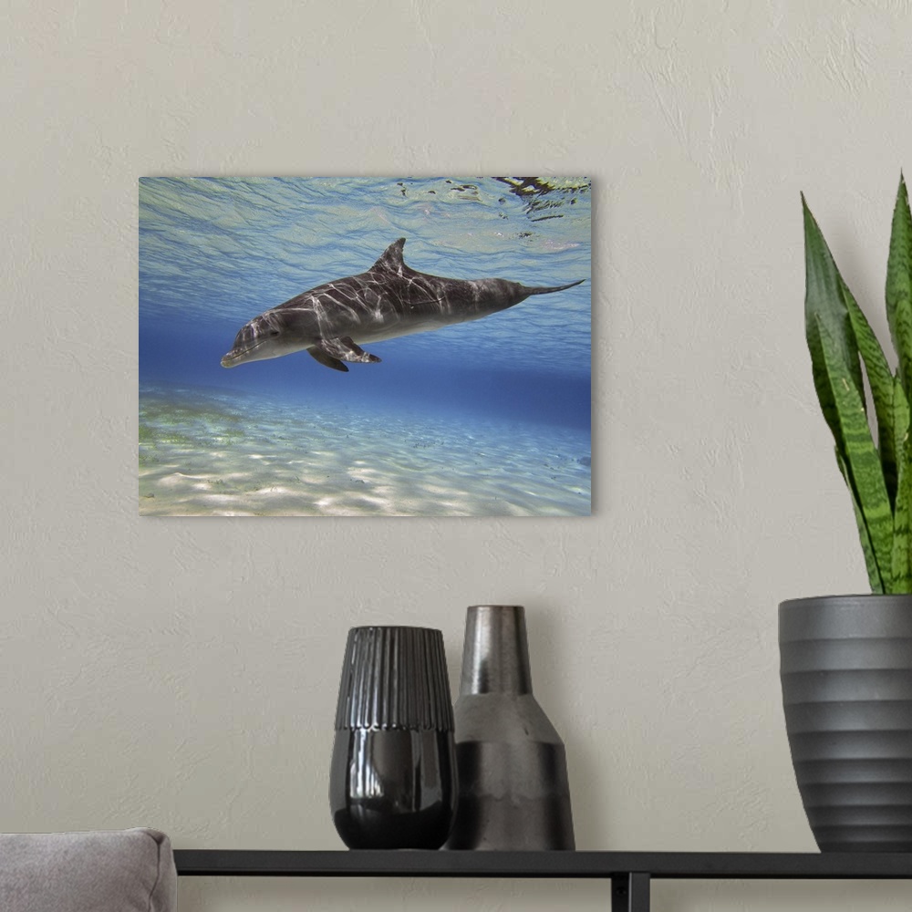 A modern room featuring A bottlenose dolphin swimming the Barrier Reef, Grand Cayman.