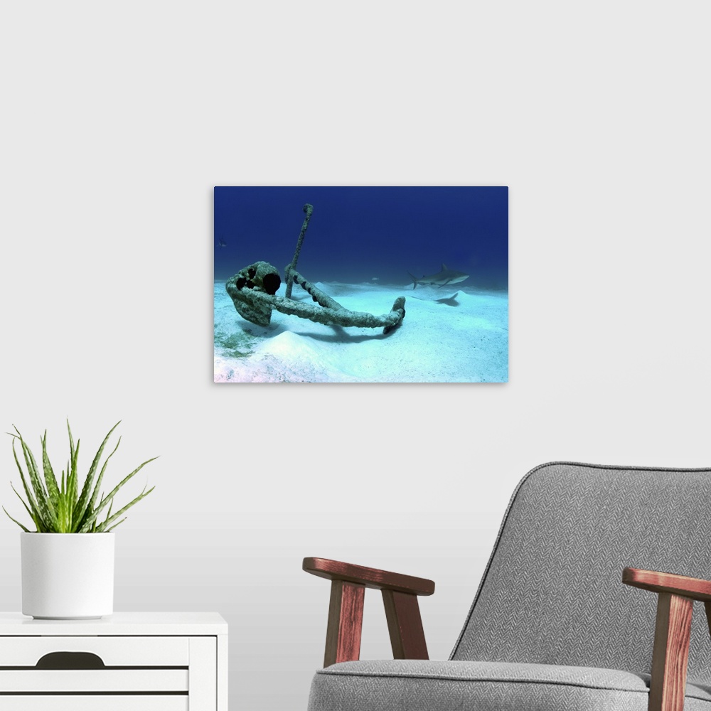 A modern room featuring The anchor at Treasure Wreck with a Caribbean reef shark in background, Nassau, The Bahamas.