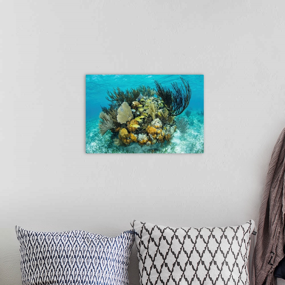 A bohemian room featuring A colorful coral reef full of gorgonians, grows along the edge of Turneffe Atoll.