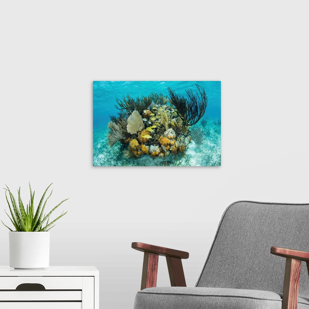 A modern room featuring A colorful coral reef full of gorgonians, grows along the edge of Turneffe Atoll.