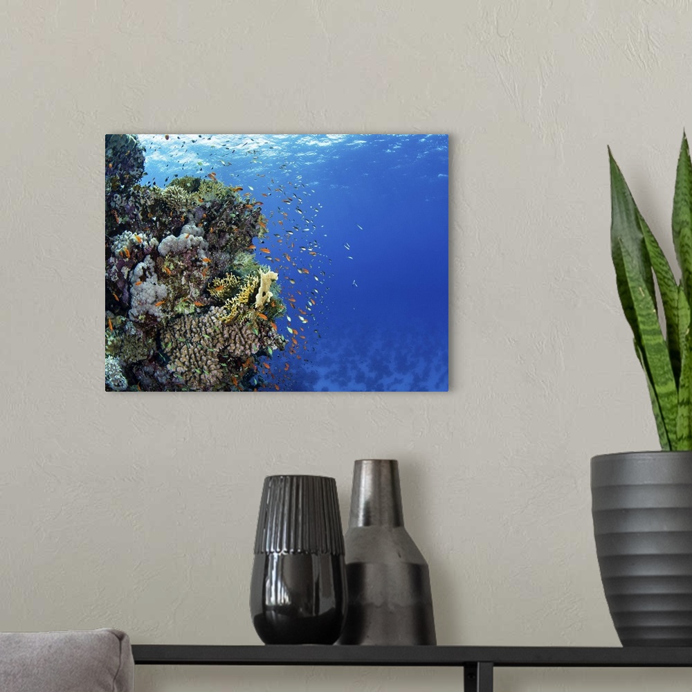A modern room featuring A coral bommie is home to hundreds of anthias fish in the Red Sea.