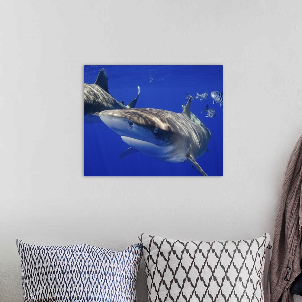 A bohemian room featuring A curious oceanic whitetip shark, Cat Island, Bahamas.