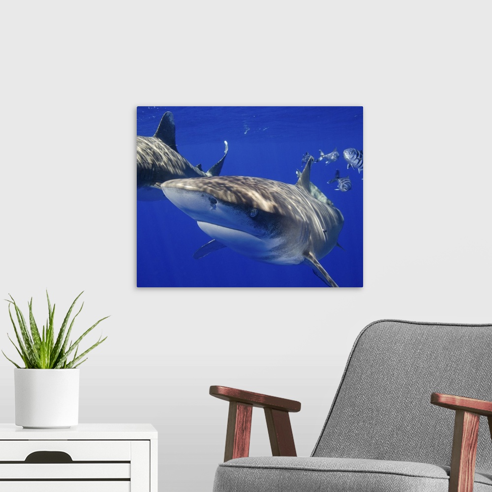 A modern room featuring A curious oceanic whitetip shark, Cat Island, Bahamas.