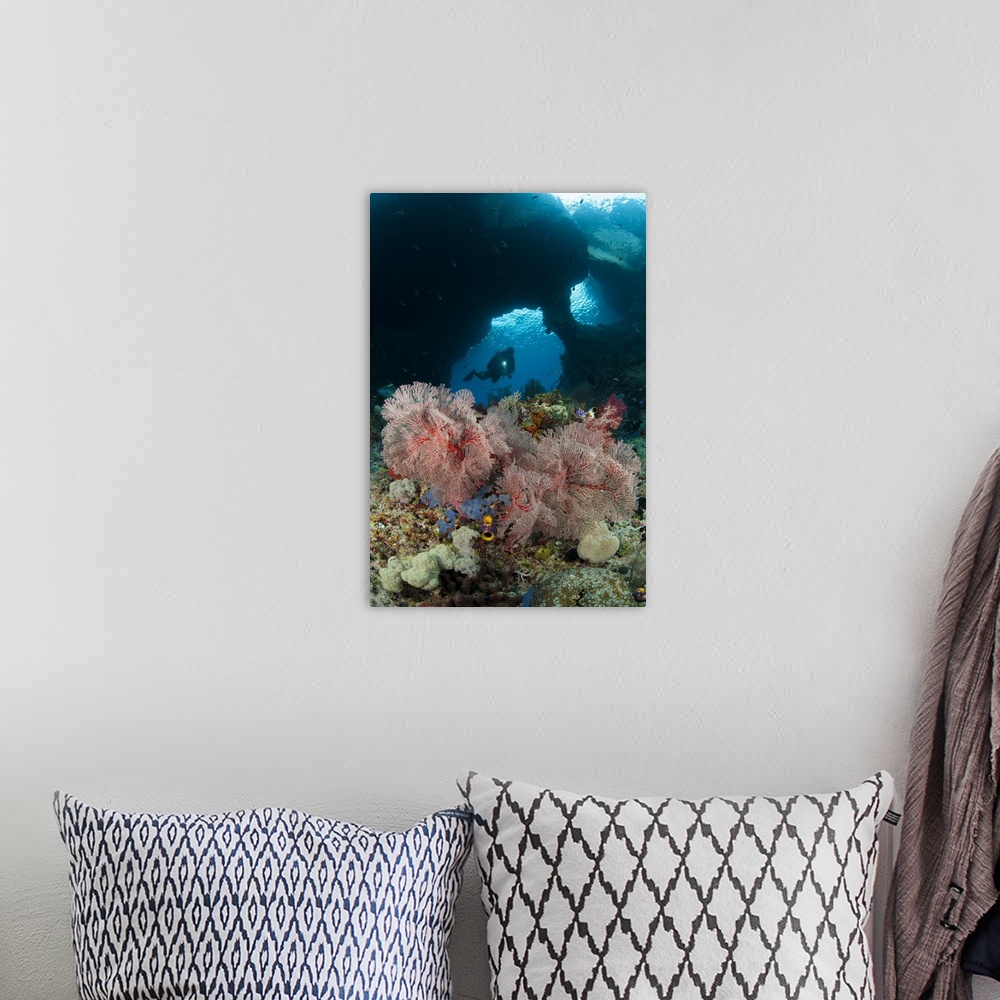 A bohemian room featuring A diver approaches a gorgonian sea fan, Indonesia.