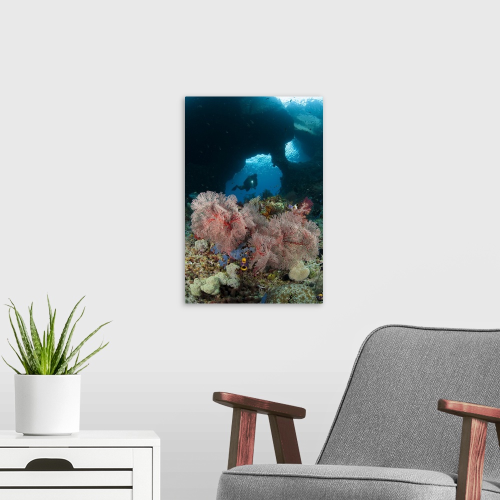 A modern room featuring A diver approaches a gorgonian sea fan, Indonesia.