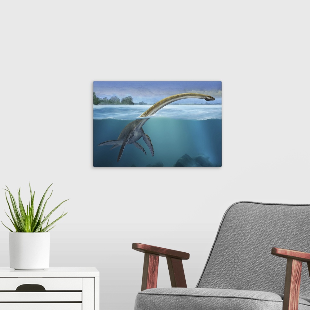 A modern room featuring A Elasmosaurus platyurus swims freely in prehistoric waters.