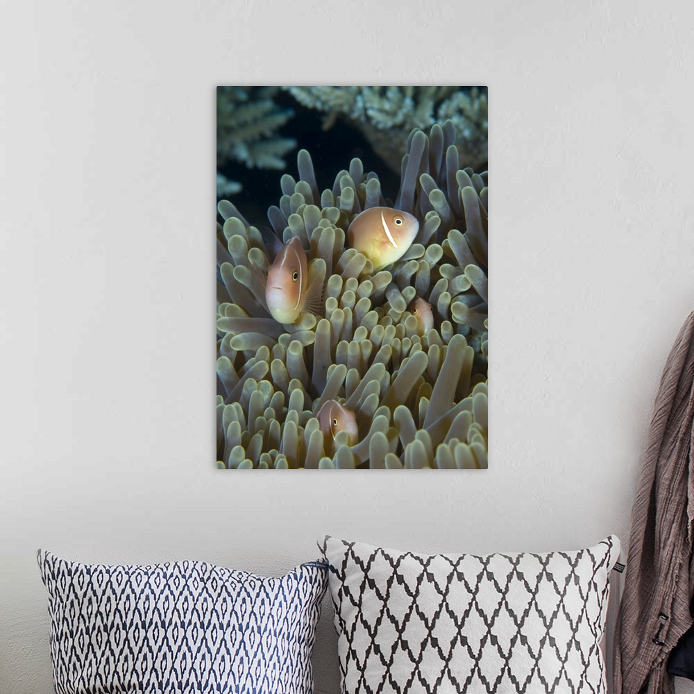 A bohemian room featuring A family of pink anemonefish in anemone, Papua New Guinea.
