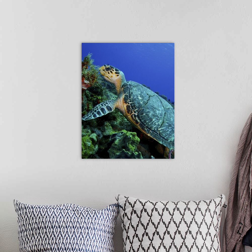 A bohemian room featuring A feeding hawksbill sea turtle in Cozumel, Mexico.