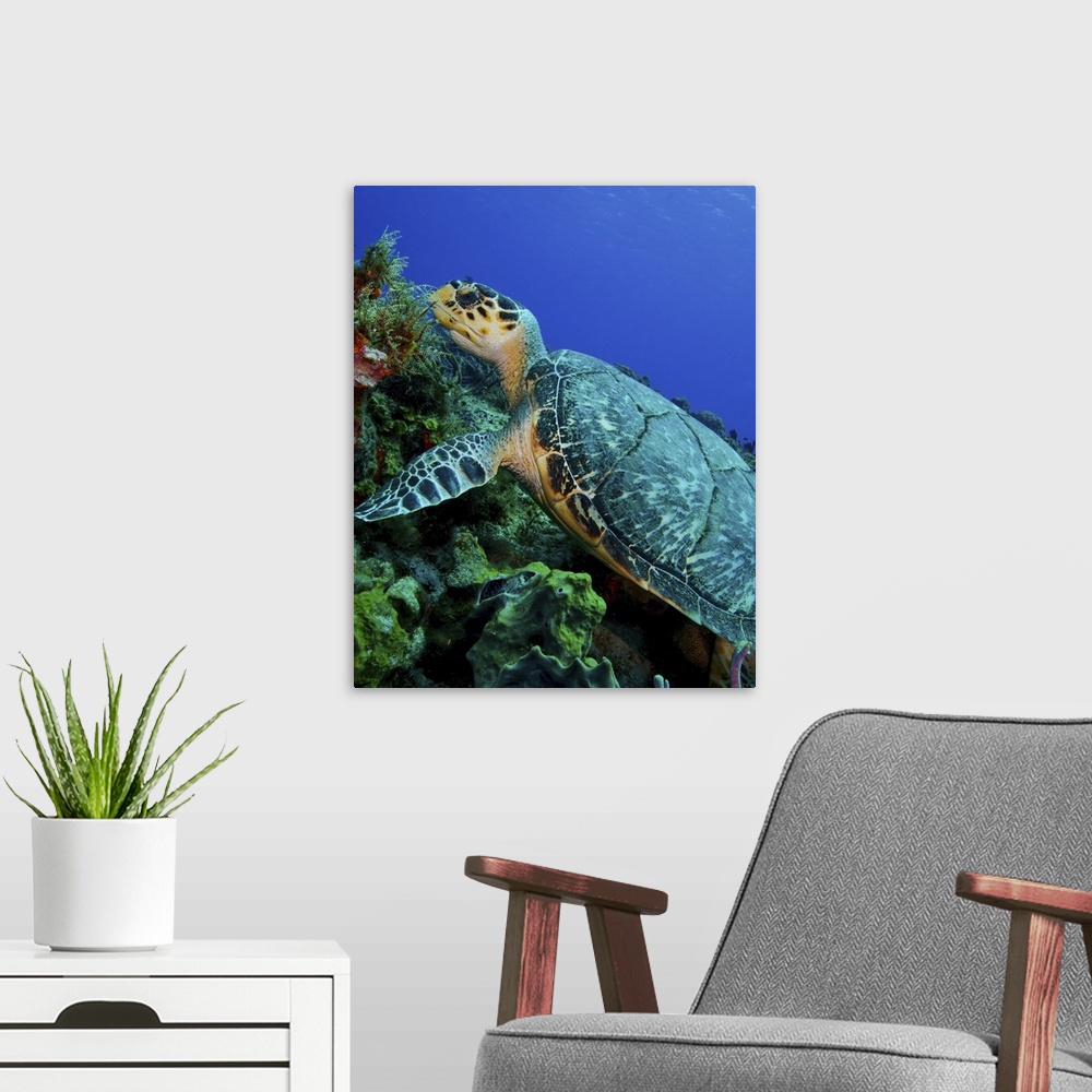 A modern room featuring A feeding hawksbill sea turtle in Cozumel, Mexico.