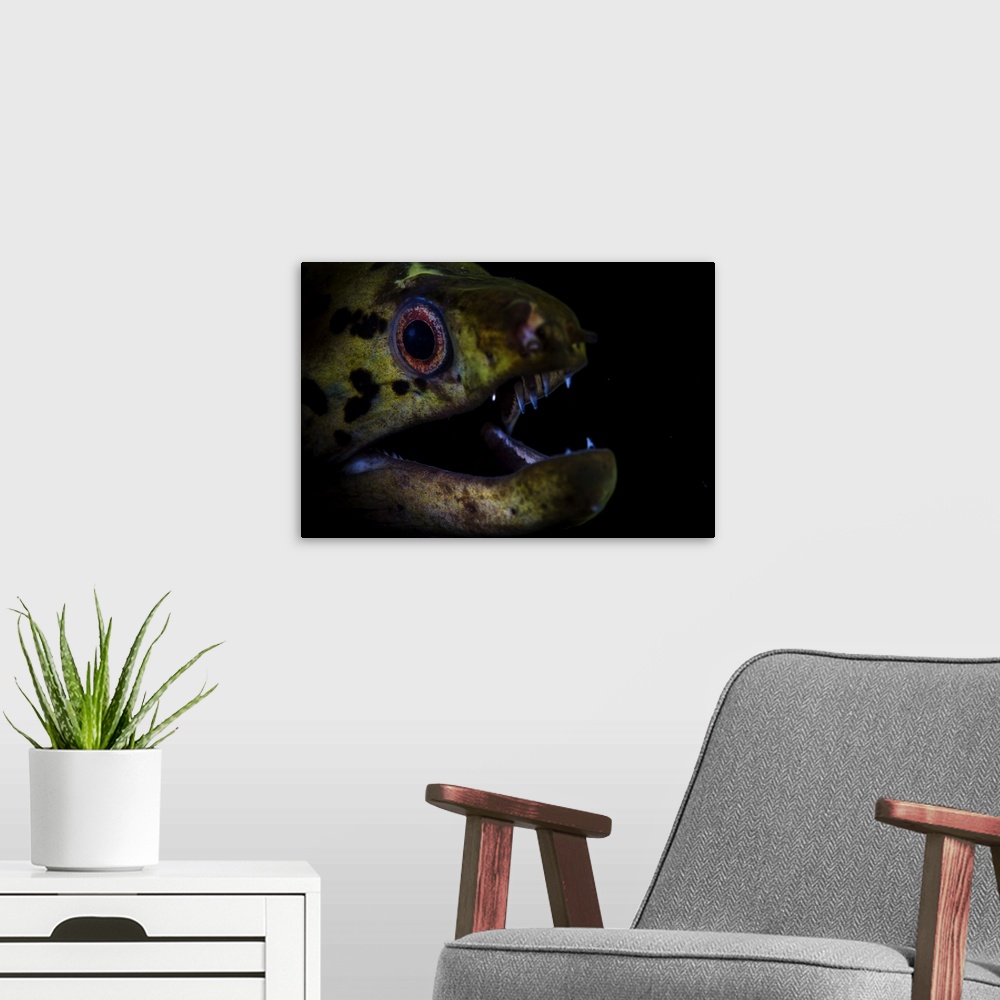 A modern room featuring A fimbriated moray eel opens its jaws.