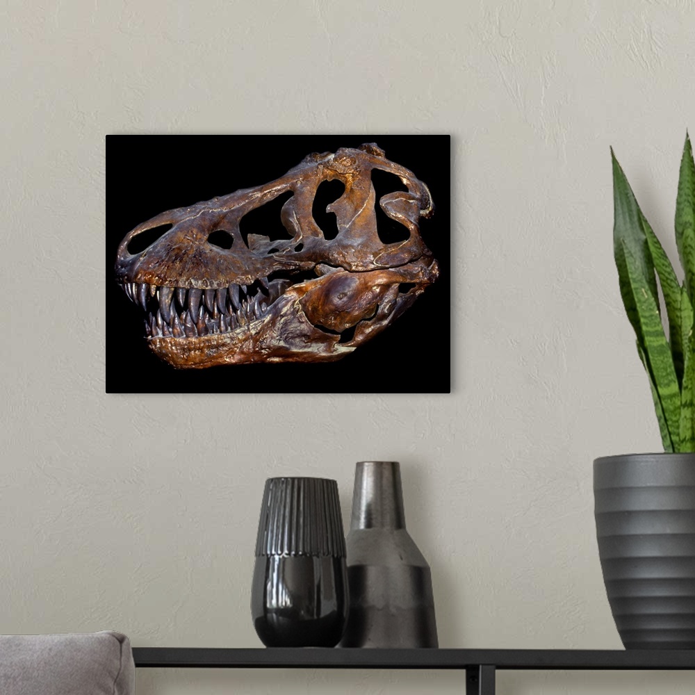 A modern room featuring A genuine fossilized skull of a T. Rex.