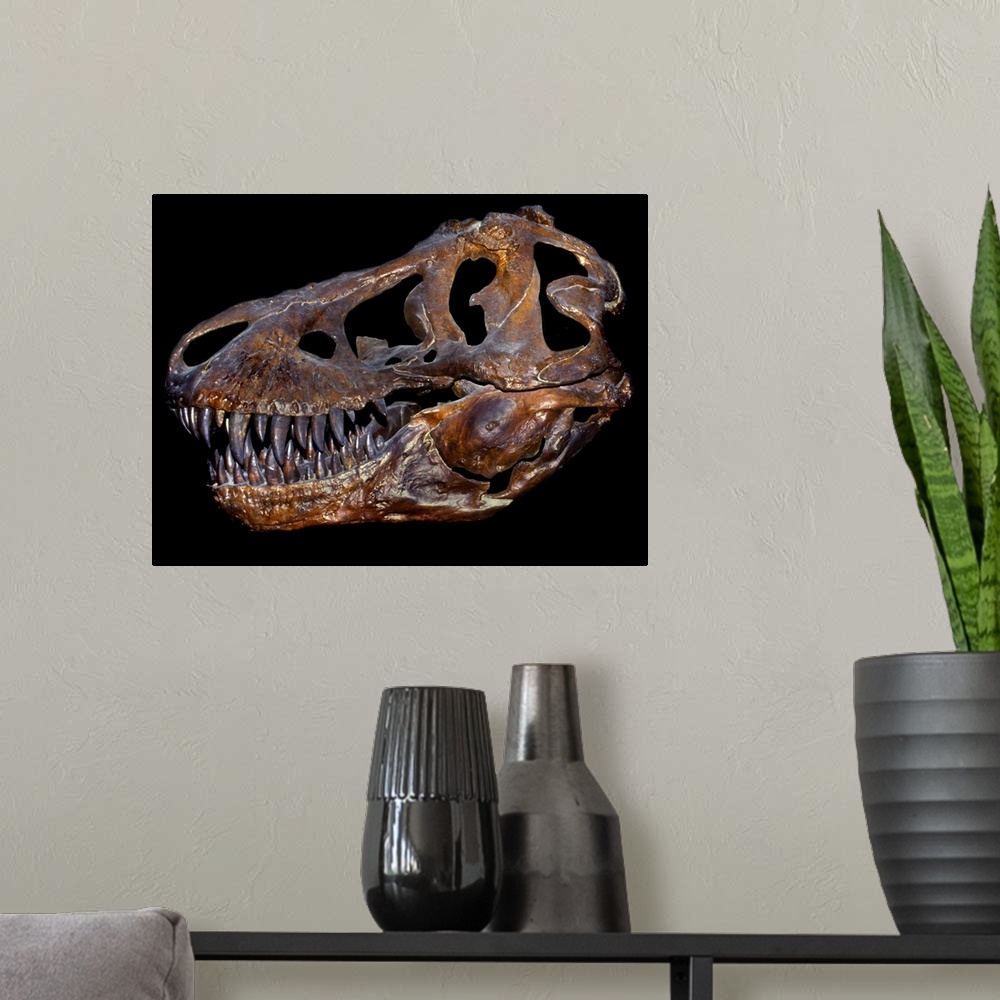 A modern room featuring A genuine fossilized skull of a T. Rex.
