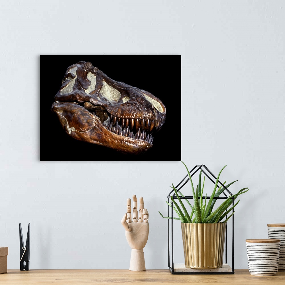 A bohemian room featuring A genuine fossilized skull of a T. Rex.