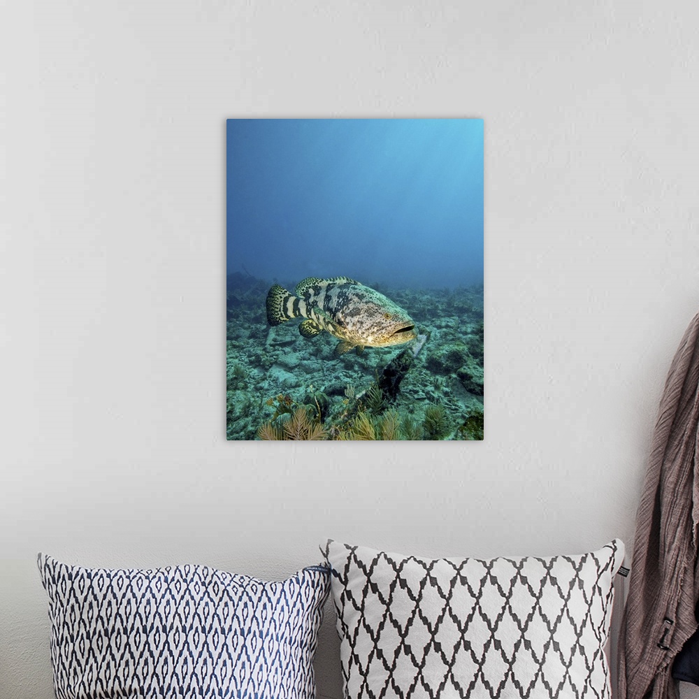 A bohemian room featuring A large Goliath Grouper, Epinephelus itajara, effortlessly floats by and over the City of Washing...