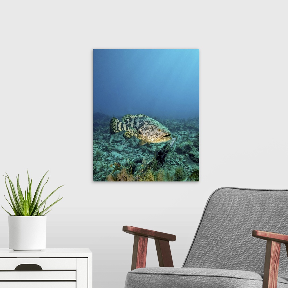 A modern room featuring A large Goliath Grouper, Epinephelus itajara, effortlessly floats by and over the City of Washing...