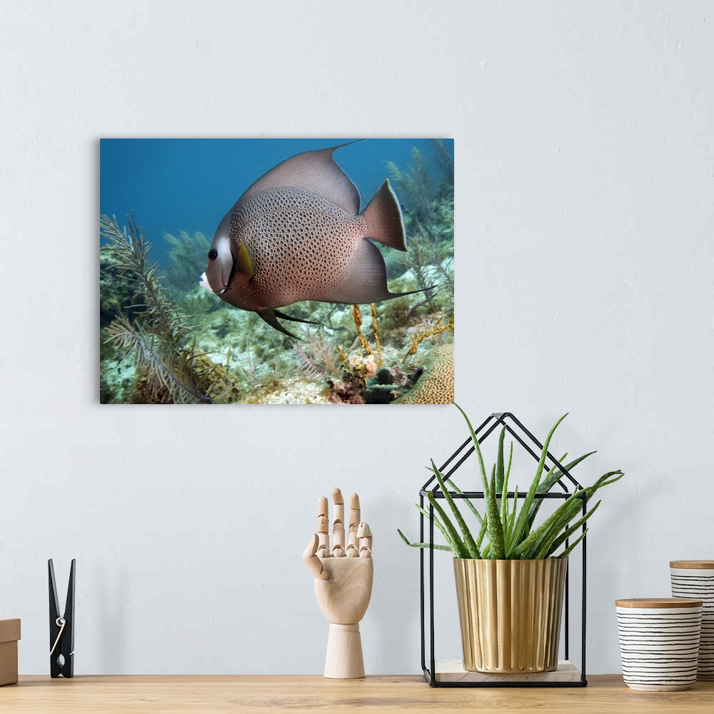 A bohemian room featuring A Gray Angelfish (Pomacanthus arcuatus) swims by diamond and fire corals in the shallow waters of...