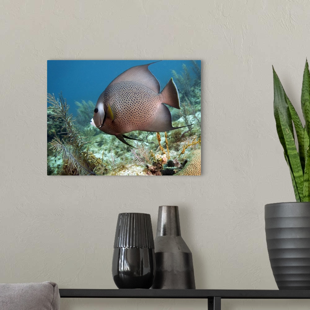 A modern room featuring A Gray Angelfish (Pomacanthus arcuatus) swims by diamond and fire corals in the shallow waters of...