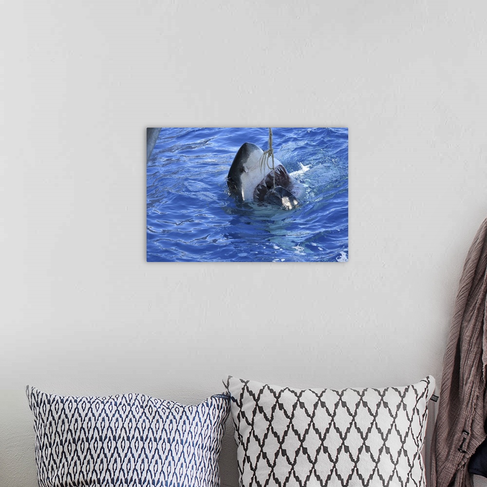 A bohemian room featuring A great white shark attacking tuna at Guadalupe Island, Mexico.