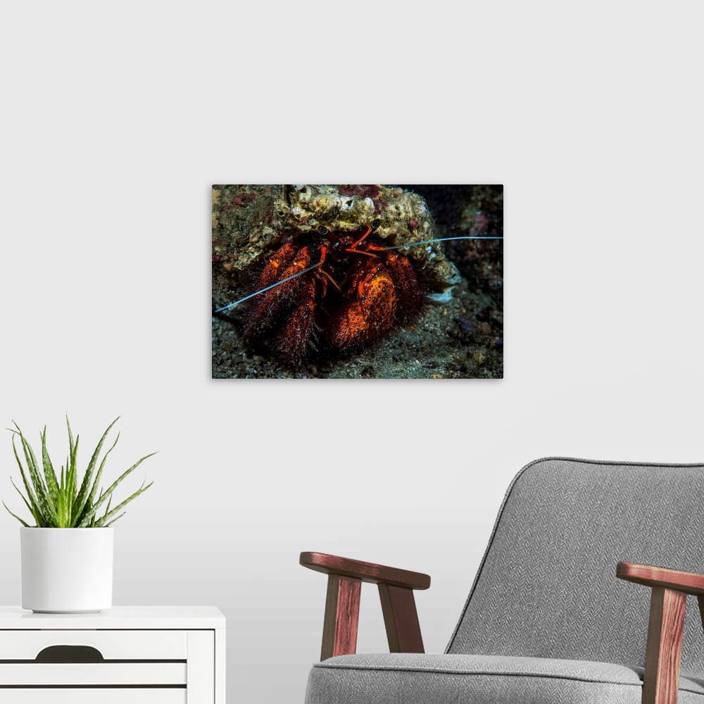 A modern room featuring A hermit crab in its shell, Anilao, Philippines.