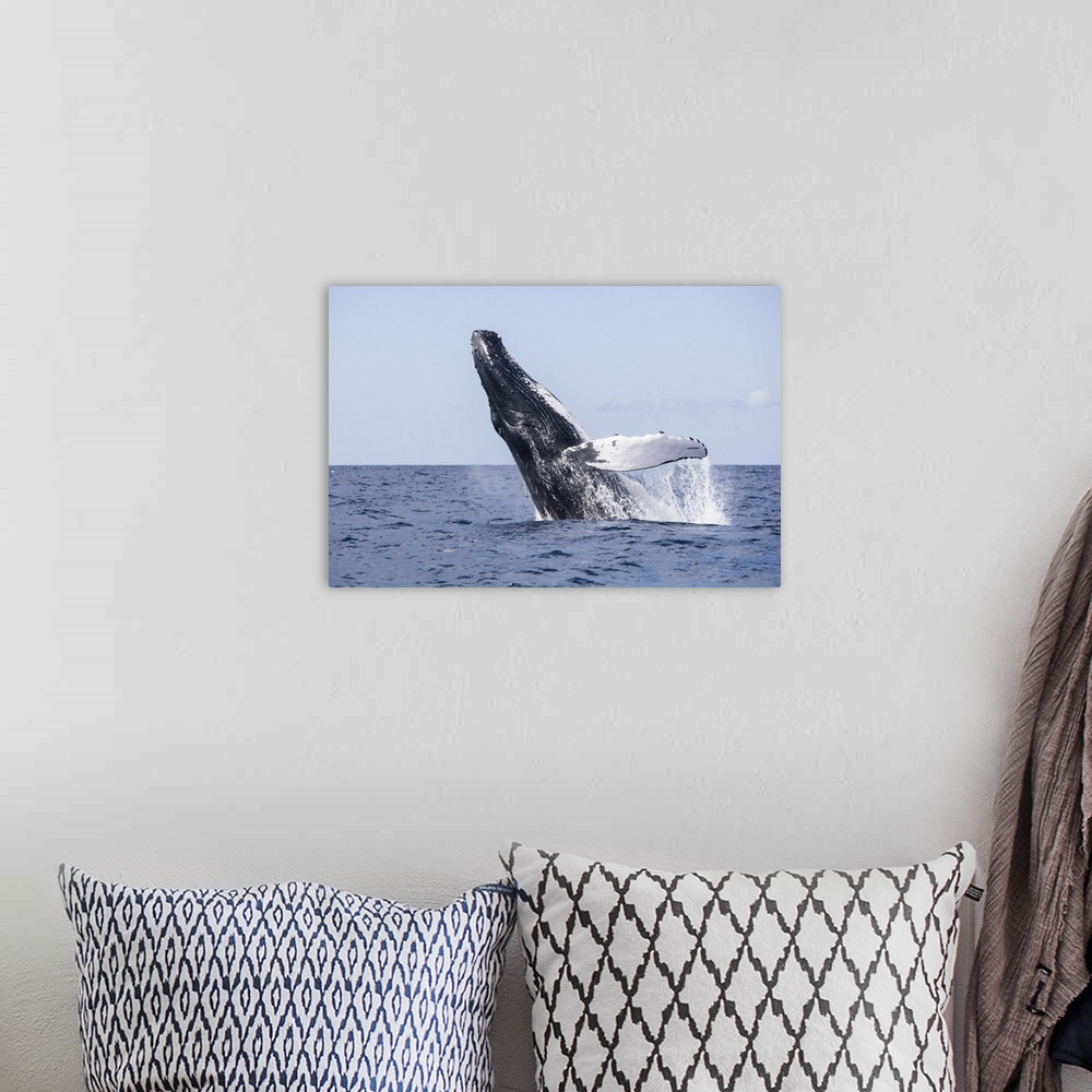 A bohemian room featuring A humpback whale breaches out of the blue waters of the Caribbean Sea.