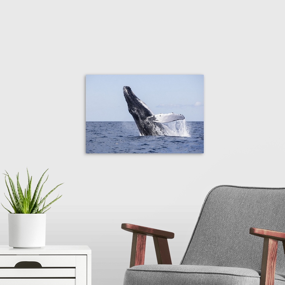 A modern room featuring A humpback whale breaches out of the blue waters of the Caribbean Sea.