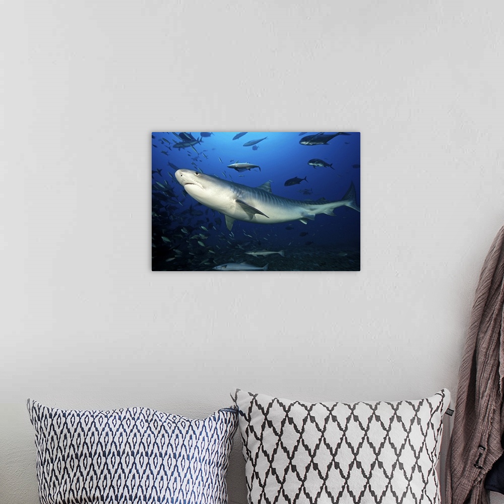 A bohemian room featuring A large 10 foot Tiger Shark swims into the feeding zone, Fiji.
