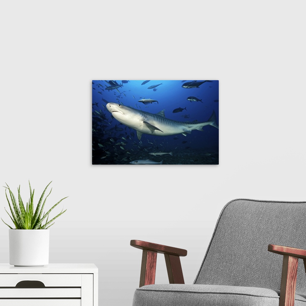 A modern room featuring A large 10 foot Tiger Shark swims into the feeding zone, Fiji.