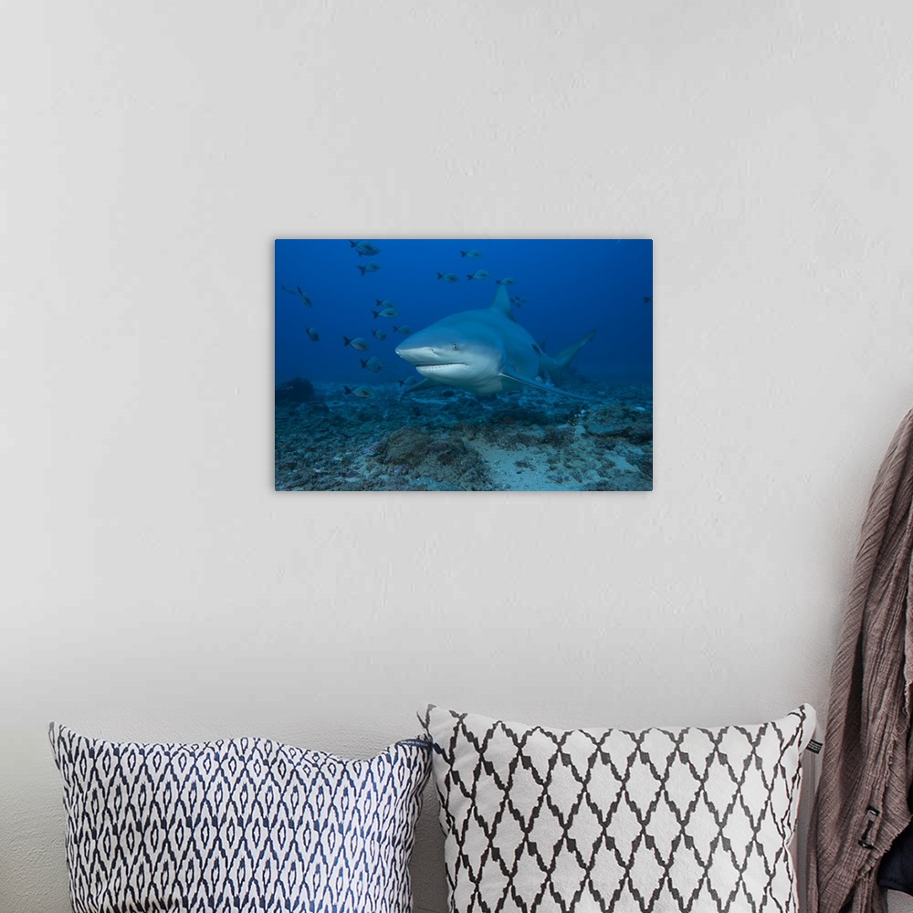 A bohemian room featuring A large bull shark at The Bistro dive site in Fiji.